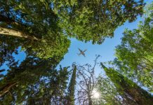 IATA urges release of carbon credits shutterstock 1417450220 scaled