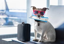 AAV News in Brief 26 October 2025 Holiday,Vacation,Jack,Russell,Dog,Waiting,In,Airport,Terminal,Ready