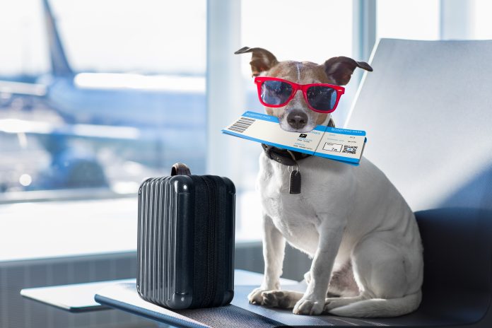 Holiday,Vacation,Jack,Russell,Dog,Waiting,In,Airport,Terminal,Ready Holiday,Vacation,Jack,Russell,Dog,Waiting,In,Airport,Terminal,Ready